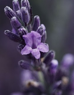 Culinary Uses of Lavender